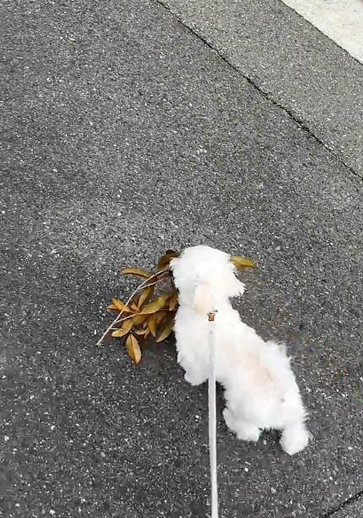 葉っぱを持つ犬4