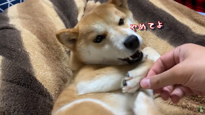 くすぐっても、ベッドから動きません