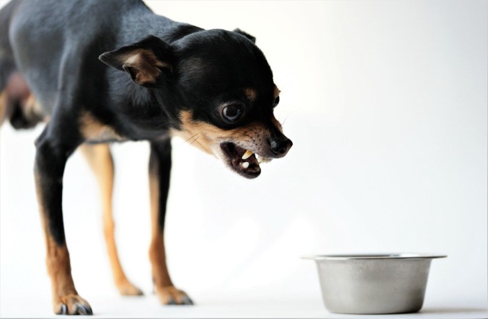 餌の前で唸る犬