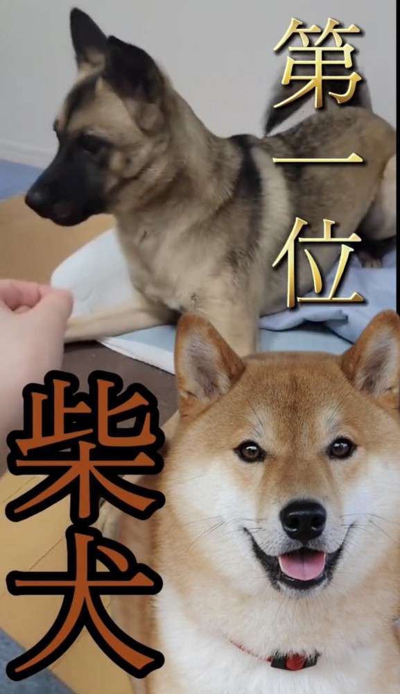 伏せをしているような犬