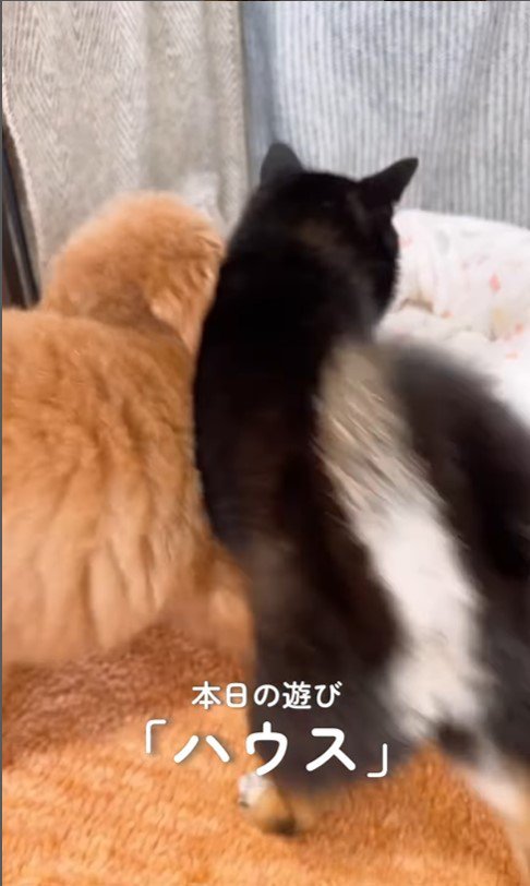 もっちゃん＆ふーちゃんのハウス2