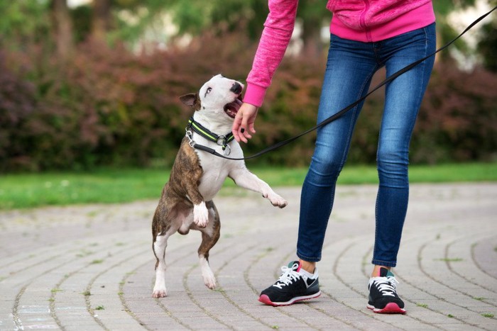 腕を噛もうと立ち上がる犬