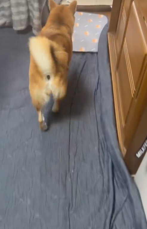 姉をスルーする柴犬