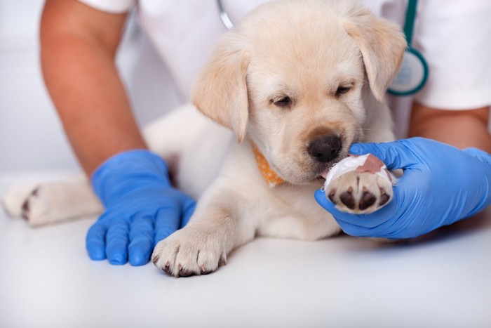 手をケガして治療を受ける子犬