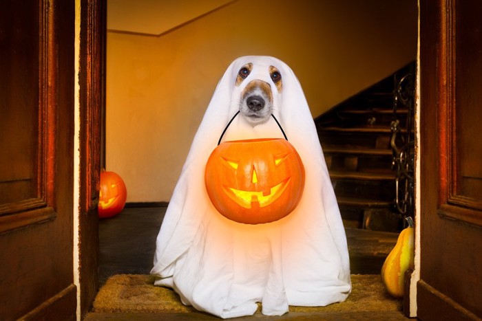 ハロウィンコスの犬