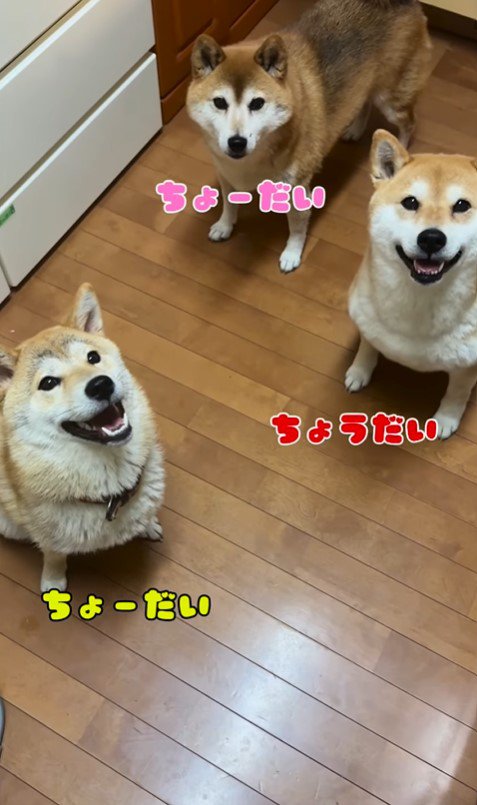 キッチンに侵入する柴犬たち⑩