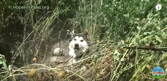 もがく犬