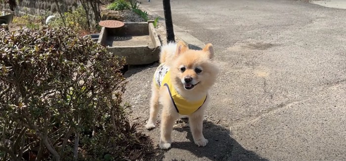 アスファルトの上でカメラの方を向いて笑っている犬