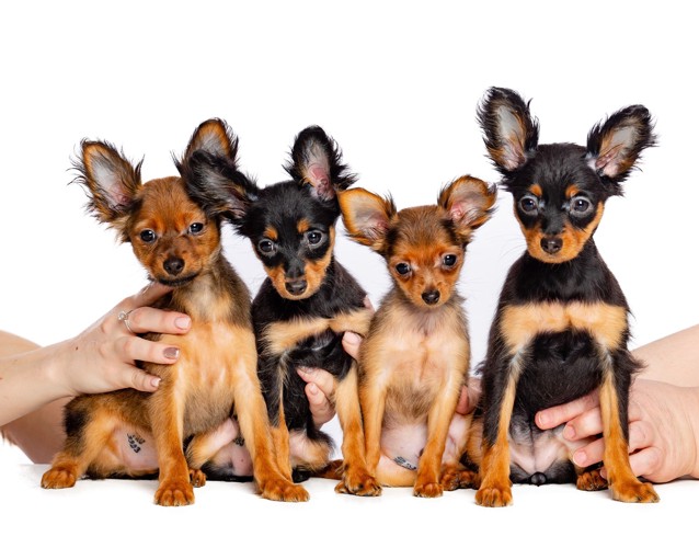 並んで座っている4頭のロシアントイテリアの子犬たち