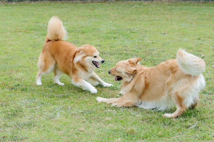 遊んでいる犬