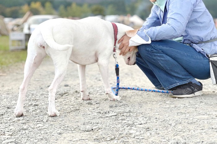 なでられている白い犬