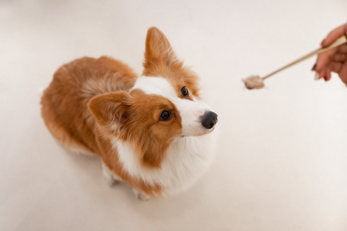 スプーンから食べ物をもらおうとしている犬