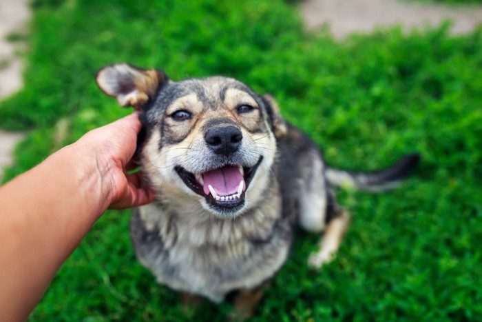 撫でられて嬉しそうな犬