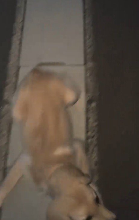 飼い主の言葉を聞いて体を起こす犬