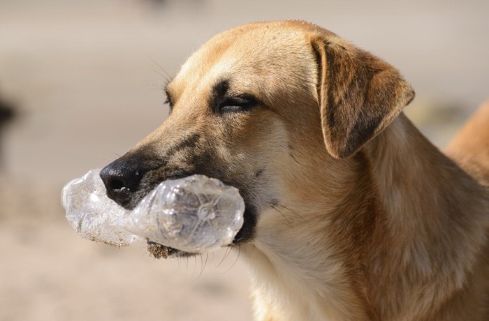 ペットボトルを食べる犬