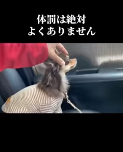 頭をなでられるチワワさん