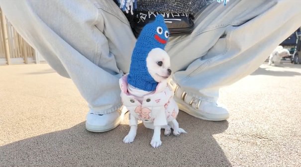 キョロキョロするルミちゃん