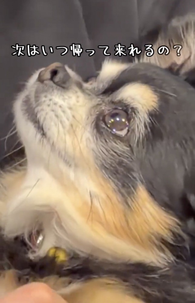 人を見上げる犬