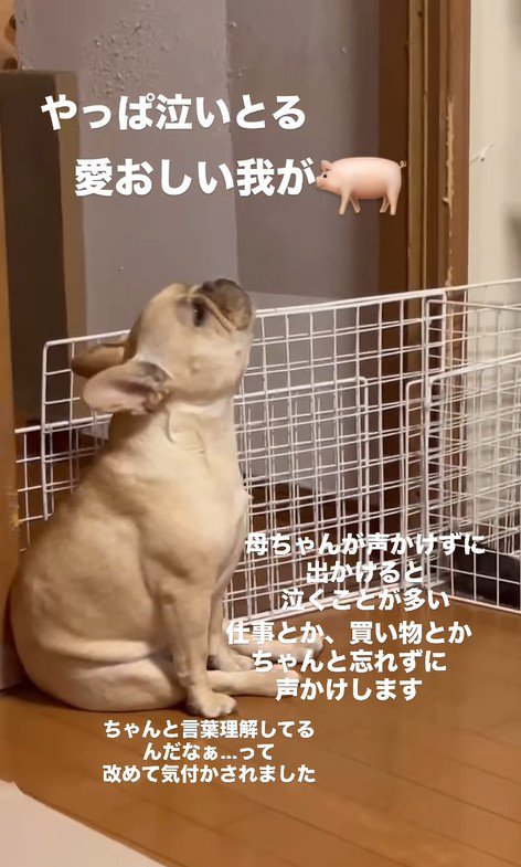 別の日のこむぎちゃん3