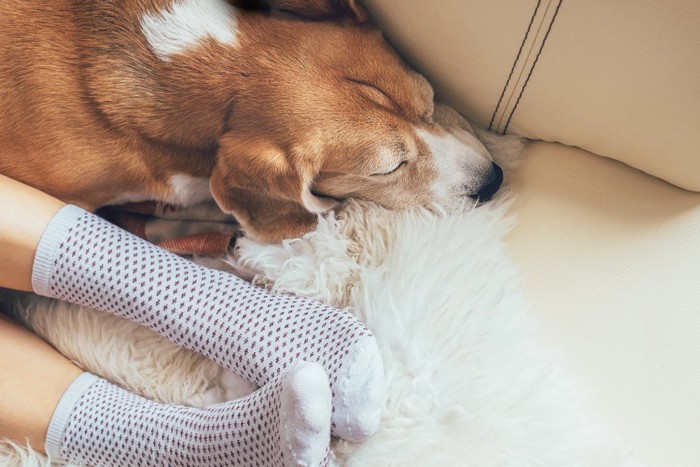 飼い主の足元で眠る犬