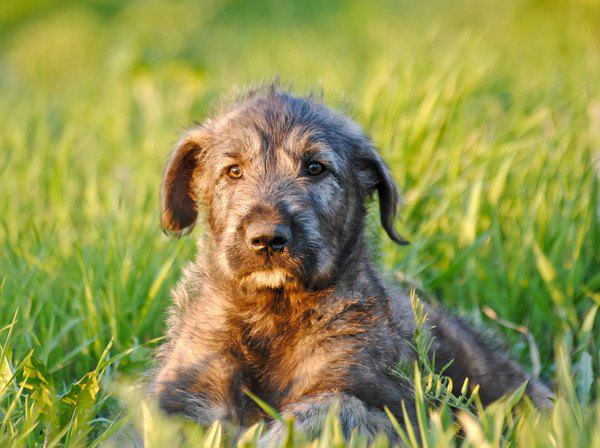 アイリッシュウルフハウンドの子犬