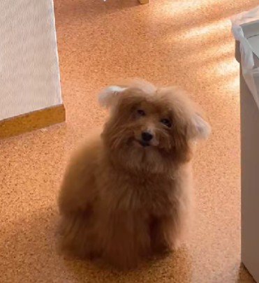 トイプードルのチューバッカちゃん