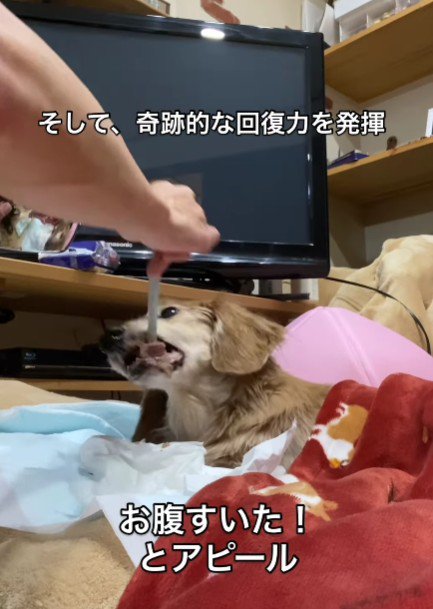「これは嫌！」