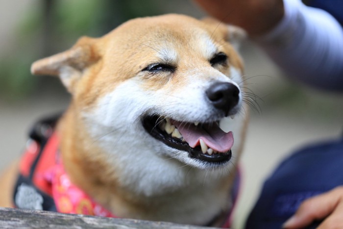 ヒコーキ耳の犬