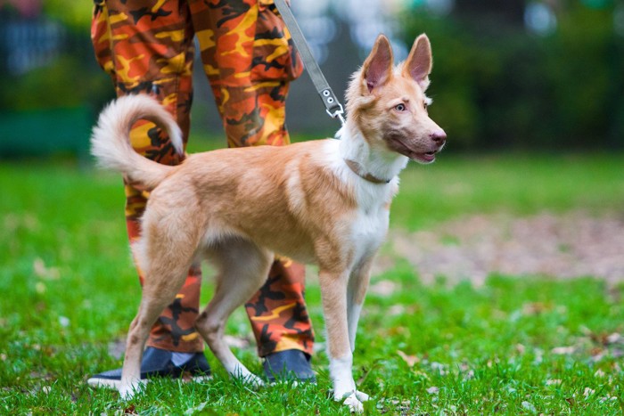 立ち止まる赤犬