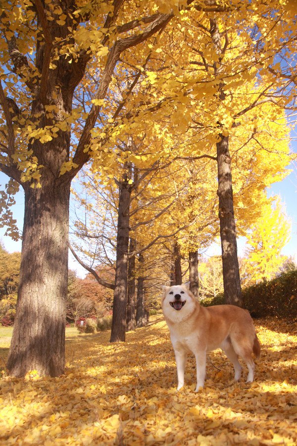 イチョウの木の下でこちらを見ている犬