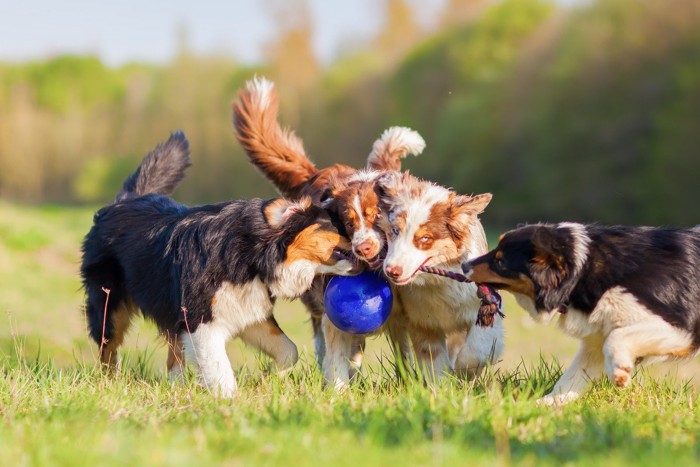 おもちゃで遊ぶ犬たち