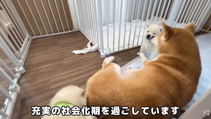 遊んでもらっています