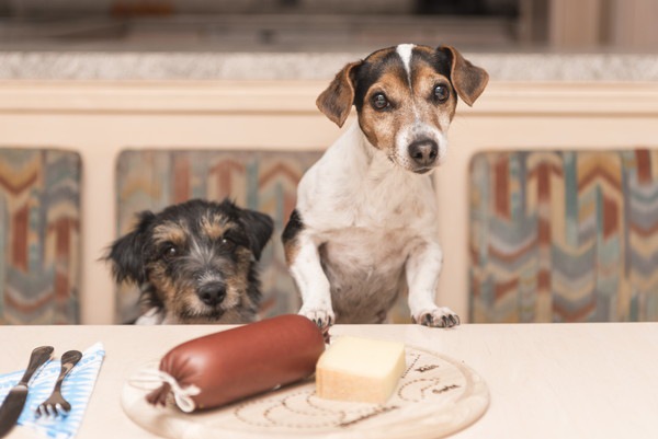 食卓と犬たち