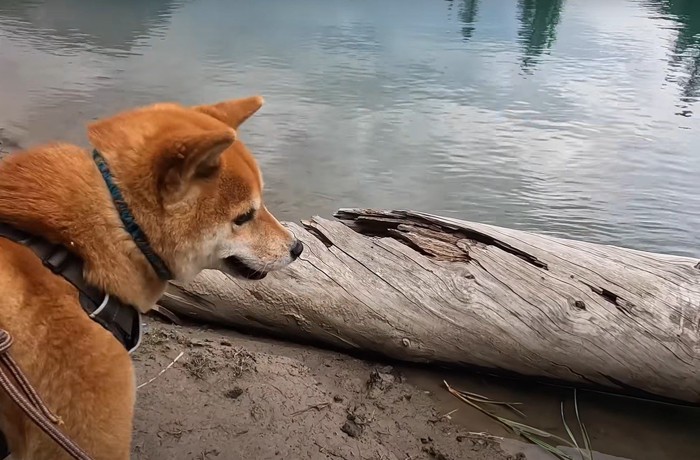 流木を見つけた犬