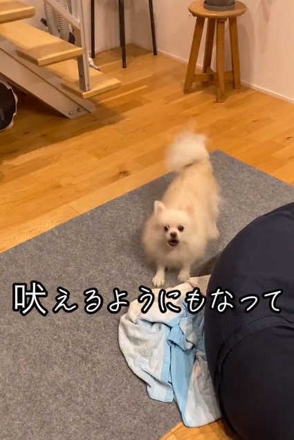 吠えるゆめちゃん