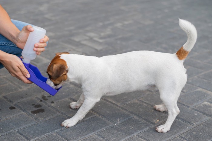 水分補給する犬