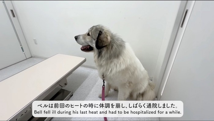 診察室でお座りをする犬