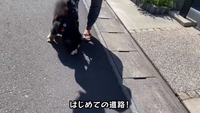 地面の匂いを嗅ぐどんちゃん