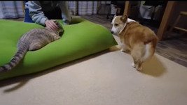 猫を見つめる犬