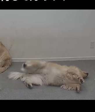床に寝転んでいる大型犬