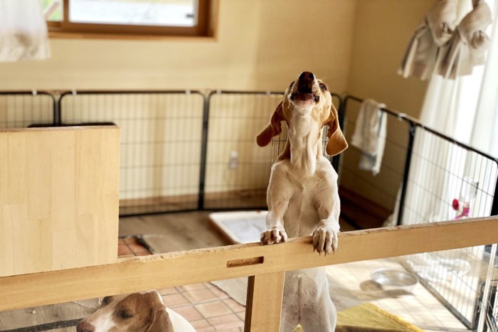 サークルの中から遠吠えする犬