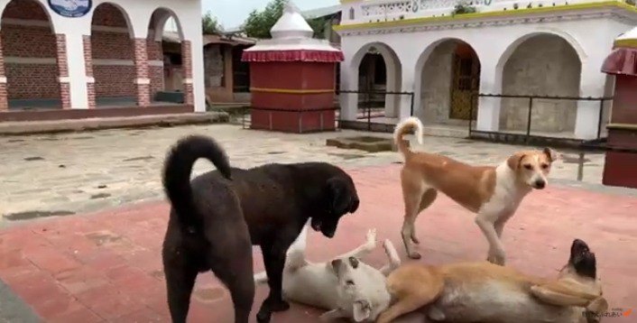 4匹の野良犬