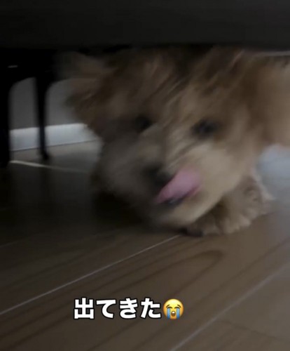 ソファの下で歩み寄る犬