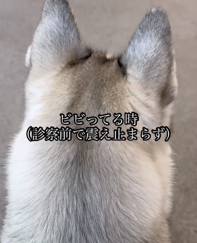 後ろを向いて座る犬