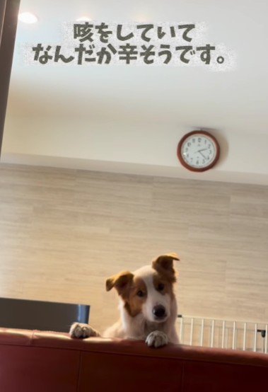 咳が心配なイギーちゃん