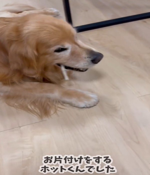 歯磨きガムをくわえる犬2