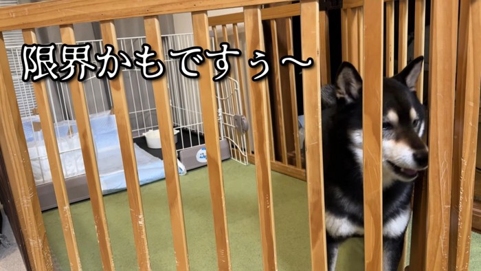 「もう限界…外に連れて行って!」
