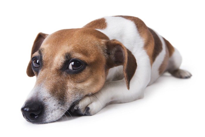 甘えた目つきの犬