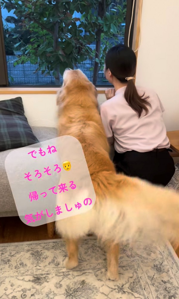 窓の外を眺める犬と人4