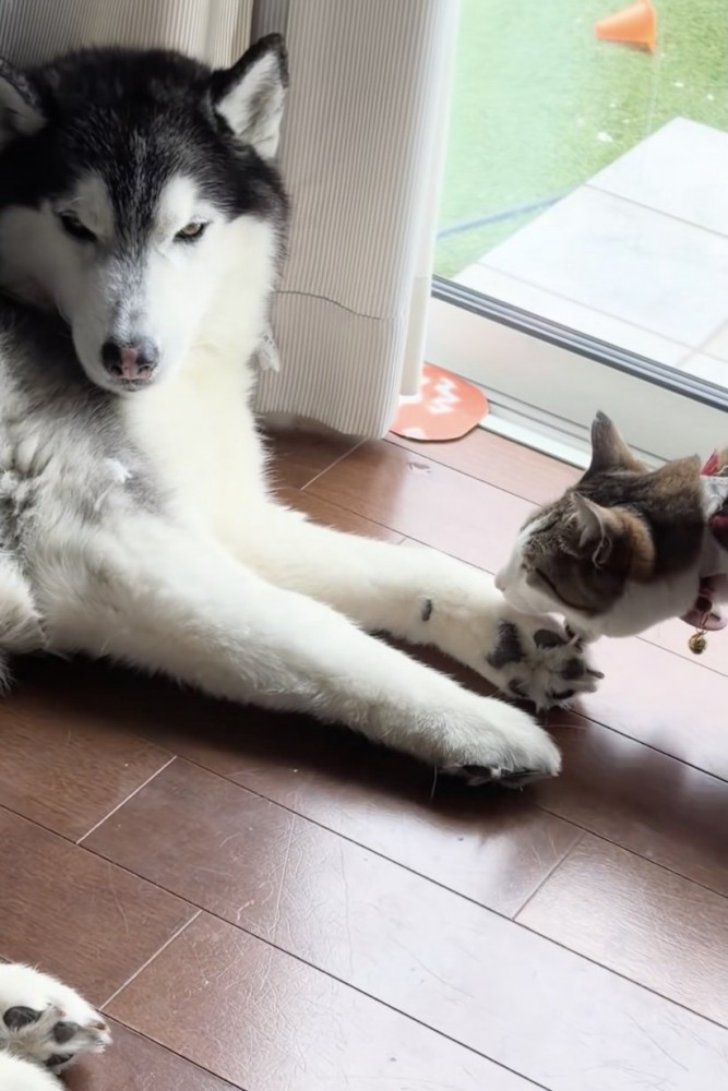 おててをカプリ！